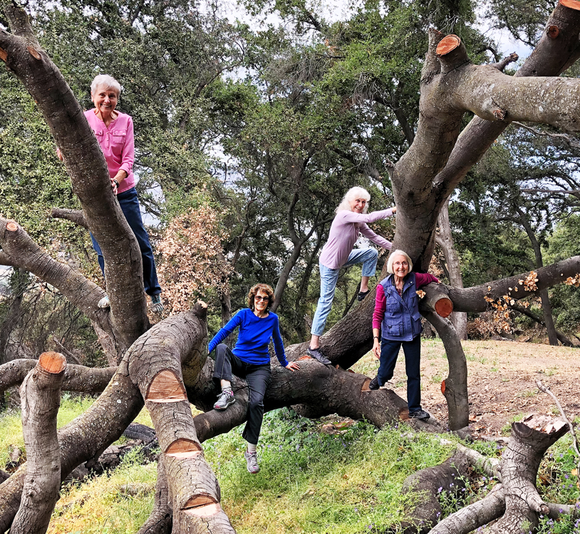 Joan, Shelah, Lora and Tessa up a tree!