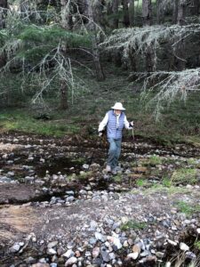 Willis moving across a stream