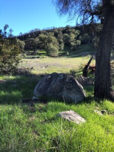 Spring-like meadow in January