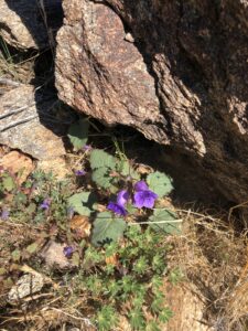 Perseverance - A Flower Blooming in the Desert