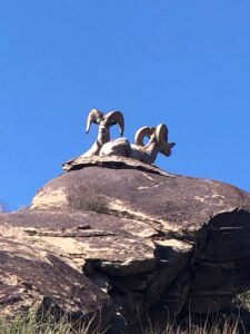 Long-horn sheep rams