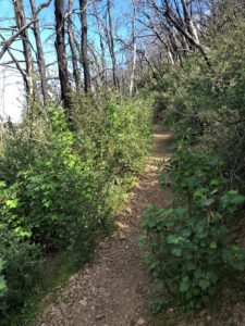 Trail through Oak Forest post Thomas Fire