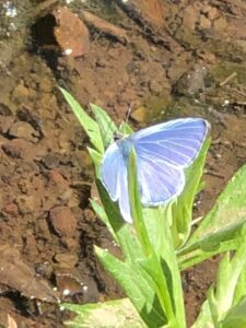 Blue Butterfly on Loop Trail
