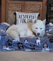 Ghost, Ruth's Husky Dog